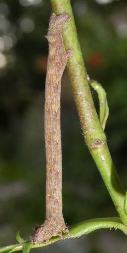 Réf. 208 016 : Lycia hirtaria